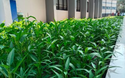 PEMANFAATAN LAHAN KOSONG DI BBPMP PROVINSI JAWA BARAT: MENANAM SAYURAN, MENUMBUHKAN SEMANGAT